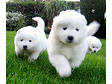 Samoyed puppies fore rehoming for this christmas