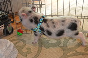 Juliana Mini Piglet for adoption